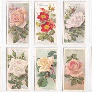 ORIGINELE ROZEN C 1912 Complete SET van 50 x sigaretten-/tabakkaarten van Wills