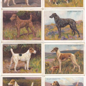 c1914 HONDEN {L-maat} Complete set van 25 x ORIGINELE sigaretten-/tabakkaarten van Will's