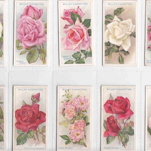 ORIGINAL c1926 Komplettes SET von 50x ROSES Zigaretten- / Tabakkarten - von Wills