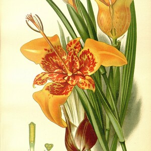 May include: A botanical illustration of a Peacock Tiger-Flower (Tigridia Pavonia) with yellow and red petals. The flower is shown in full bloom with its leaves and stem. The illustration is labeled with the flower's name and scientific name.