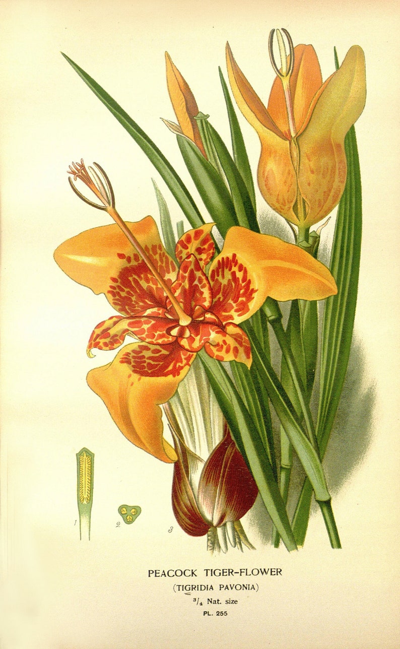 May include: A botanical illustration of a Peacock Tiger-Flower (Tigridia Pavonia) with yellow and red petals. The flower is shown in full bloom with its leaves and stem. The illustration is labeled with the flower's name and scientific name.