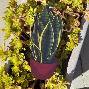 Sansevieria Snake Plant Houseplant Cherry Wood 2.5&quot; Charm