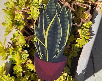 Sansevieria Snake Plant Houseplant Cherry Wood 2.5" Charm