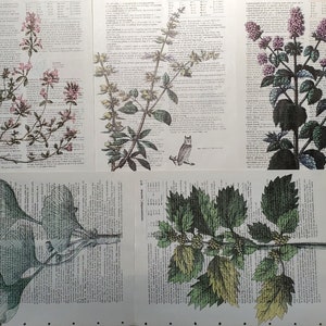 Garden Herbs Themed Dictionary Page Prints, Set of 5