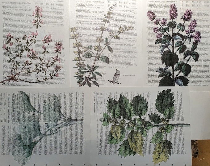Garden Herbs Themed Dictionary Page Prints, Set of 5