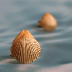Puede incluir: Dos pendientes dorados con forma de concha. Los pendientes tienen una superficie texturizada con un patrón acanalado, sobre un fondo azul. Un pendiente está enfocado, otro está borroso en el fondo.