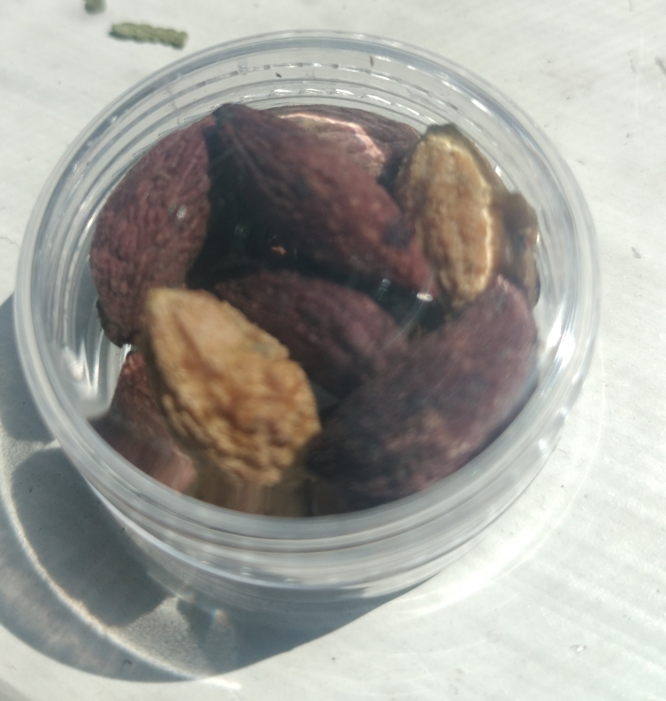 Olive Pitted Seeds Etsy