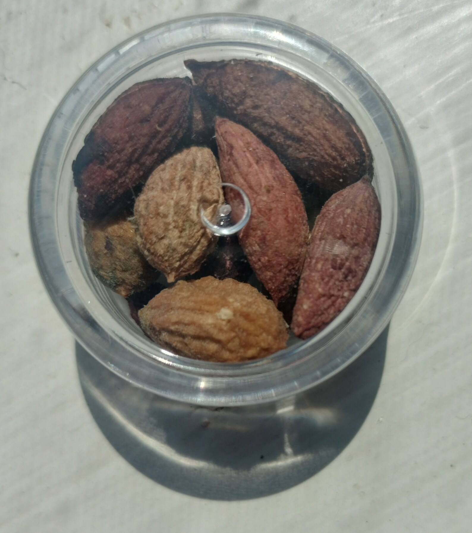 Olive Pitted Seeds Etsy