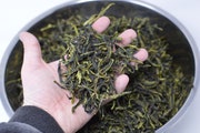     2023 Unroasted YaShi, Duck Sh!t Dancong Oolong 25g