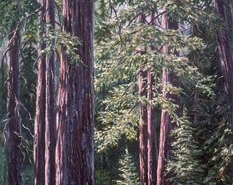 Redwood print, "Armstrong Woods", Russian River area, forest scene