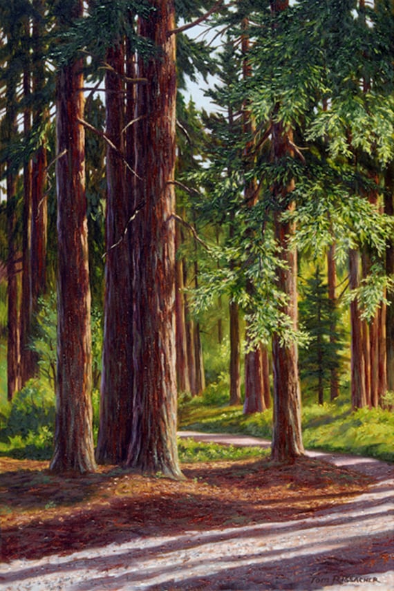 California Landscape Impressionist Watercolor Painting Peaceful Redwood Forest Grove