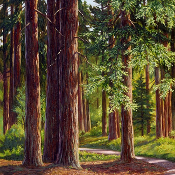 Redwood Grove Print, California Landscape Painting, Russian River Area, Giclee on Canvas