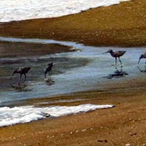 Tryck på duk, Kaliforniens kustmålning, Sandpipor på stranden, Sonoma County bild 3