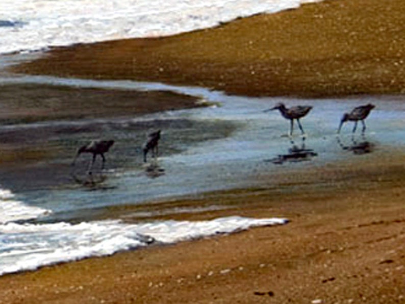 Tryck på duk, Kaliforniens kustmålning, Sandpipor på stranden, Sonoma County bild 3