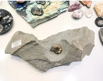 本物のサマセット産アンモナイト化石 - ジュラ紀 - 英国産標本