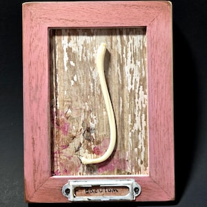 May include: A white bone-like object is displayed in a pink wooden frame with a floral design. The frame has a metal label with the word "Baculum" written on it.