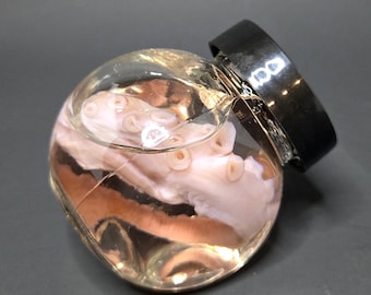 Cephalopod Curiosities: Real Octopus Tentacle Wet Specimen in Glass Jar with Black Lid – Marine Curio, Nautical Oddity, Ocean Display Jar