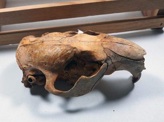 Real Beaver Skull Large Skull Decor Real Skull Large Teeth Etsy