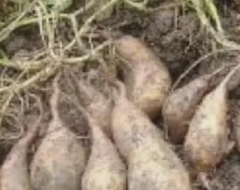 10 esquejes de batata blanca: variedad asiática de alto rendimiento.