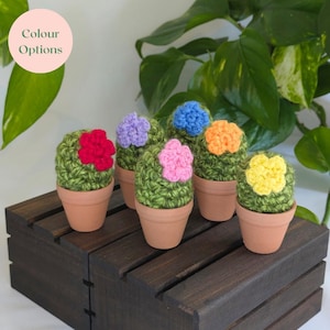 May include: Six crocheted cactus plants with colourful flower accents in small terracotta pots. The flowers are red, purple, blue, orange, pink, and yellow. The plants sit on a dark wooden surface, with the text "Colour Options" in a pink circle.