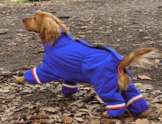 flame point siberian cat