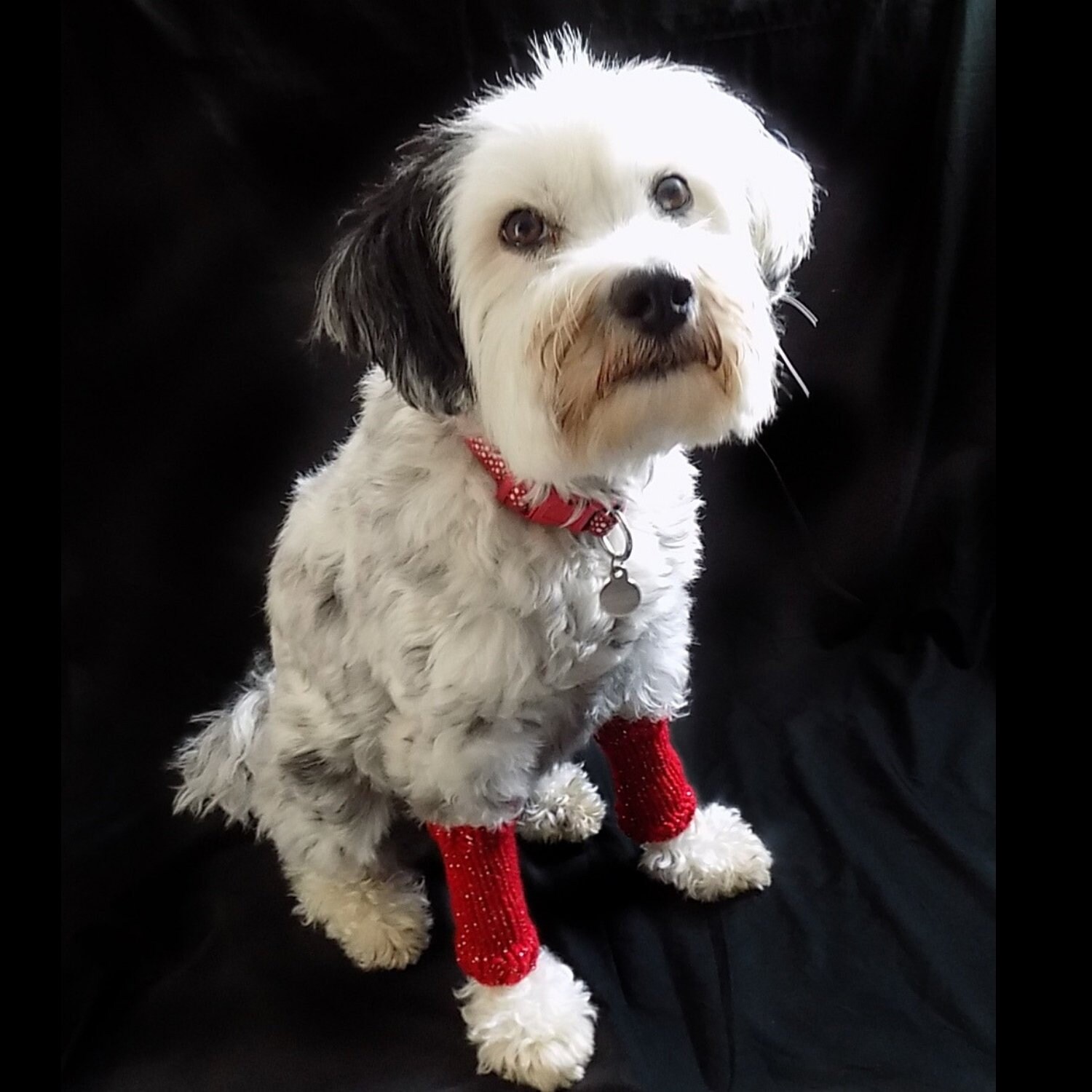 Dog Leg Warmers Dog Winter Wear Dog Leg Protectors Leg Etsy