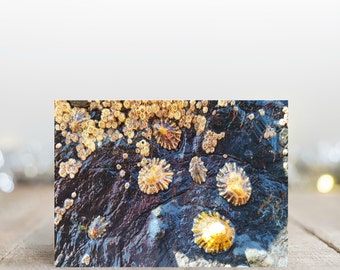 Shells Greeting Card, Beach photo card