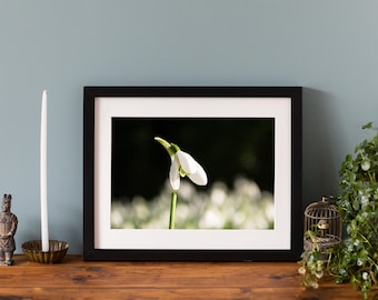 Snowdrop Print, Giclee fine art photographic print, mounted print or framed print