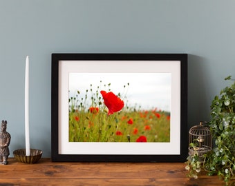 Tirage de fleurs de coquelicot, tirage photographique Giclée Fine Art, tirage monté ou tirage encadré d’un seul coquelicot