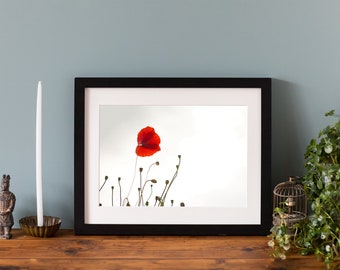 Poppy Print, Single Flower Photography, Giclee fine art print, mounted print or framed print