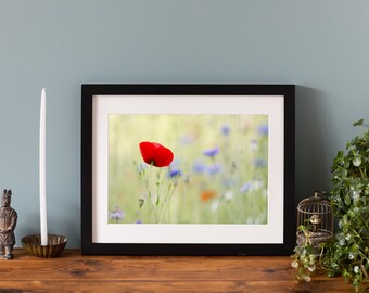 Poppy in a Field of Wild Flowers Print, Giclee fine art photographic print, mounted print or framed print