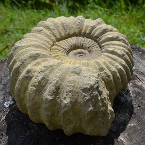 Ammonite fossil decorative stone home or garden ornament