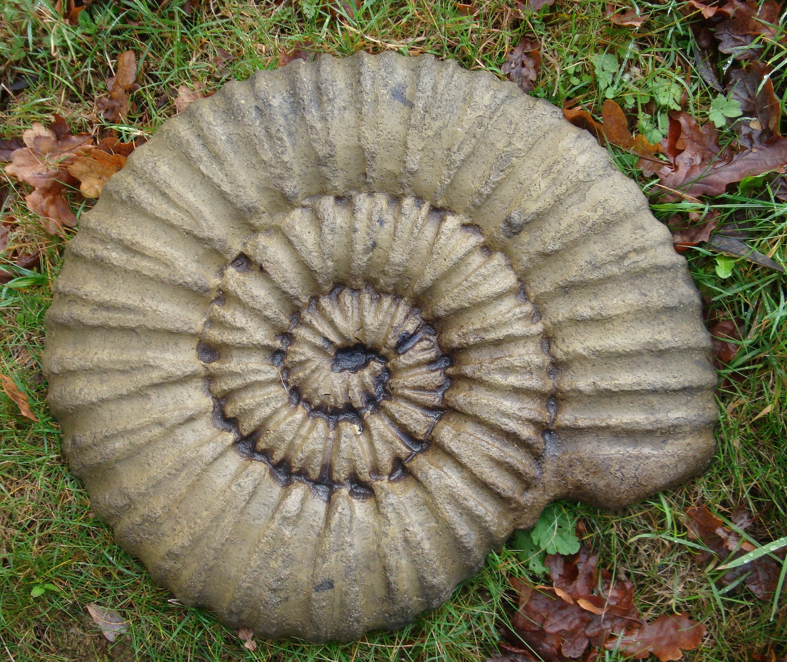 ammonite stone ammonite stone
