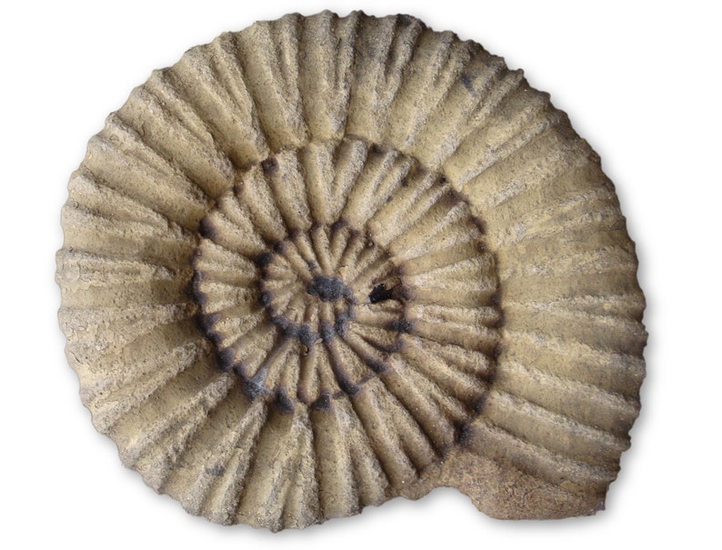 Large Ammonite Fossil Stone Wall Plaque Stepping Stone Garden Etsy