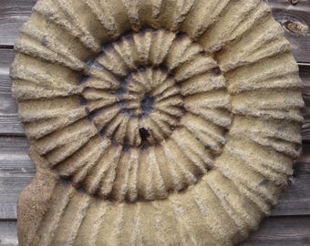 Large Ammonite