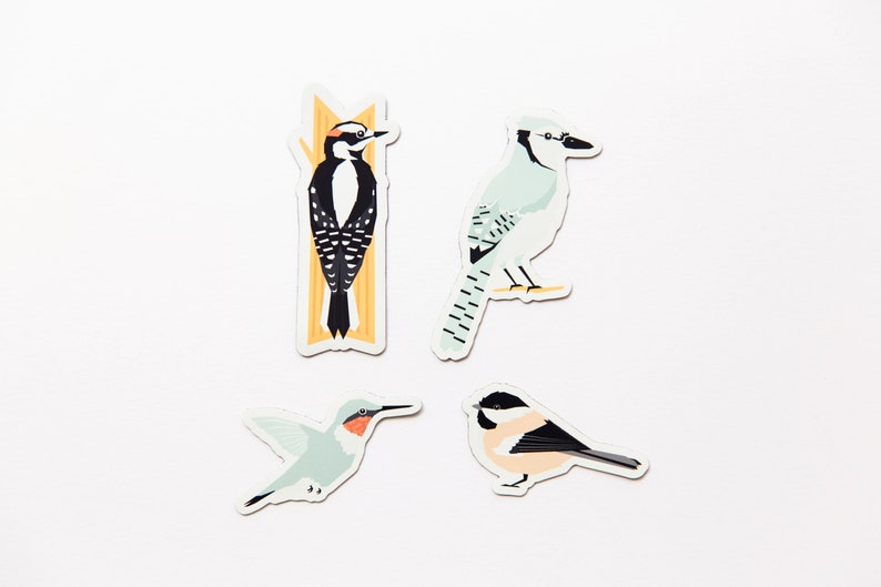 Birds of Alberta Magnet Pack // Set of 4 // Chickadee, Blue Jay, Downy Woodpecker, & Hummingbird image 2