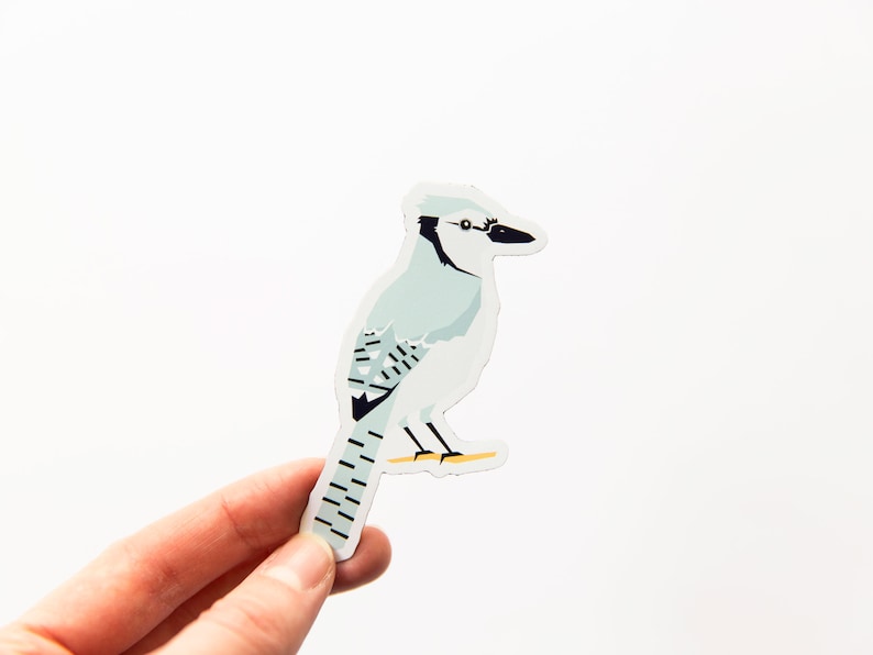 Birds of Alberta Magnet Pack // Set of 4 // Chickadee, Blue Jay, Downy Woodpecker, & Hummingbird image 4