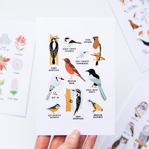 Outdoor Collection Postcard Set // Pack of 4 4x6" Postcards Animals of Canada, Birds of Alberta, Owls of Alberta, Alpine Plants of Alberta