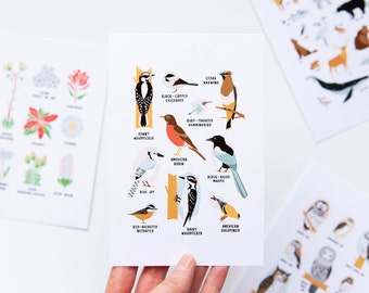 Outdoor Collection Postcard Set // Pack of 4 4x6" Postcards Animals of Canada, Birds of Alberta, Owls of Alberta, Alpine Plants of Alberta