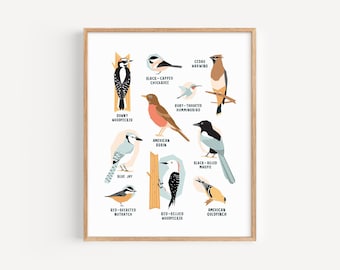 Birds of Western Canada Print (Series 1) // 8x10" or 11x14" Illustrated Animal Print on Fine-art Paper // Blue Jay, Chickadee, Magpie & More