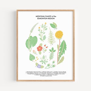 Medicinal Plants of the Edmonton Region Print // 8x10" or 11x14" Botanical Print on Fine-art Paper by Illustrator Stephanie Simpson