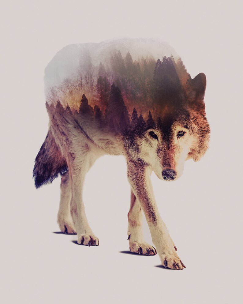 wolf express printing wolf express printing