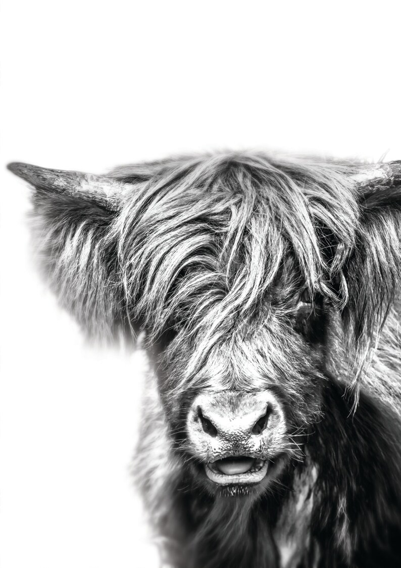 Affiche Extra Large Vache Des Highlands – Déco Murale V39 – Toile CanvasMantis