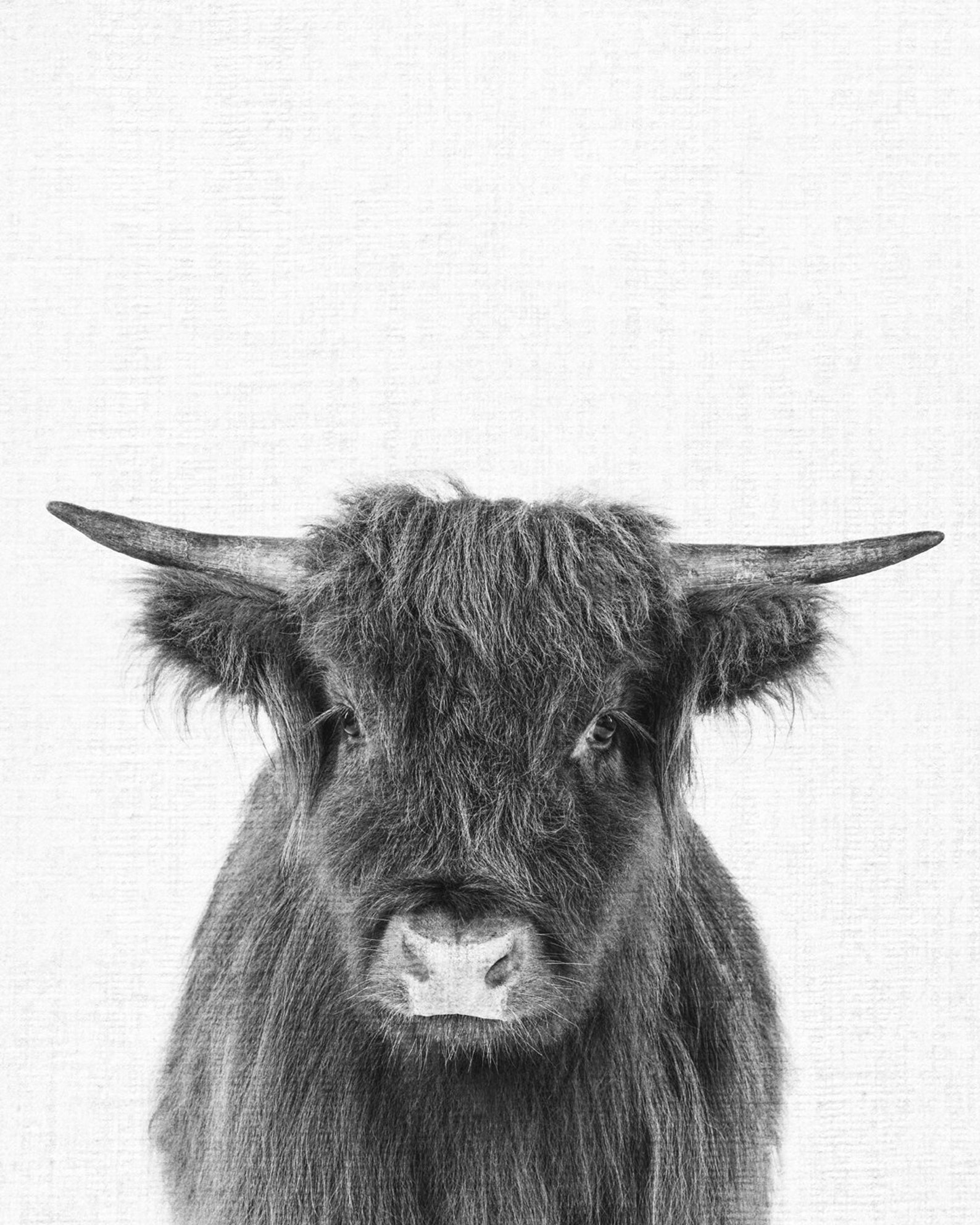 Highland Cow Print Printable Highland Bow Nursery Wall Art Etsy