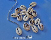Cowrie Seashells (50) Back Cut, Craft and Jewelry Seashells, Oval Sea Shells, Shells for Crafts Frames Jewelry Box, Cowry Shells