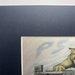 Penn State - Lion Statue 8"x10" Pen And Ink Print