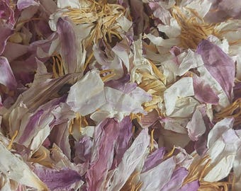 White Lotus - Nymphaea Alba - Uncut flowers