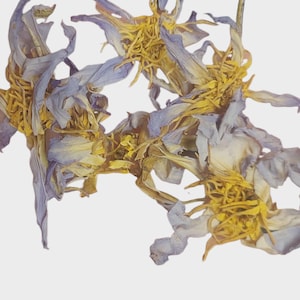 Puede incluir: Primer plano de flores secas azules y amarillas. Los pétalos son de un azul descolorido y los centros de un amarillo brillante. Las flores están dispuestas en un patrón suelto y orgánico sobre un fondo blanco.