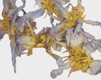 May include: Close-up of dried blue and yellow flowers. The petals are a faded blue, and the centres are a bright yellow. The flowers are arranged in a loose, organic pattern against a white background.