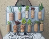 Real succulent wine cork refrigerator magnet alive succulent planter indoor plant boho decoration wine lover magnet rustic fridge magnet